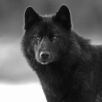 Wolf Black