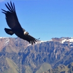 condor